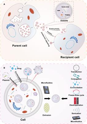 Exosomes in lung cancer metastasis, diagnosis, and immunologically relevant advances